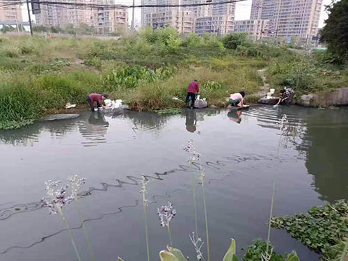 景觀河成了“水葫蘆養(yǎng)殖場”和洗衣池？