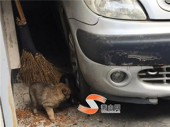 鬧心！蕭山一小區(qū)“犬滿為患”，住戶有些愁