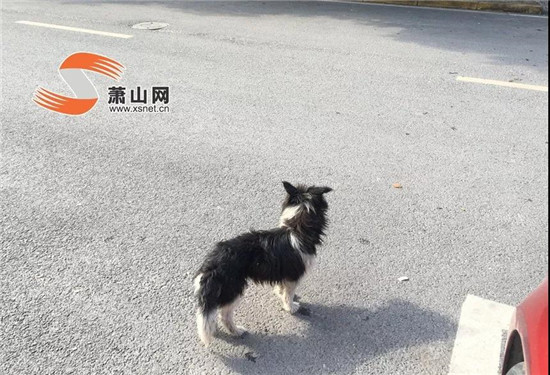 鬧心！蕭山一小區(qū)“犬滿為患”，住戶有些愁