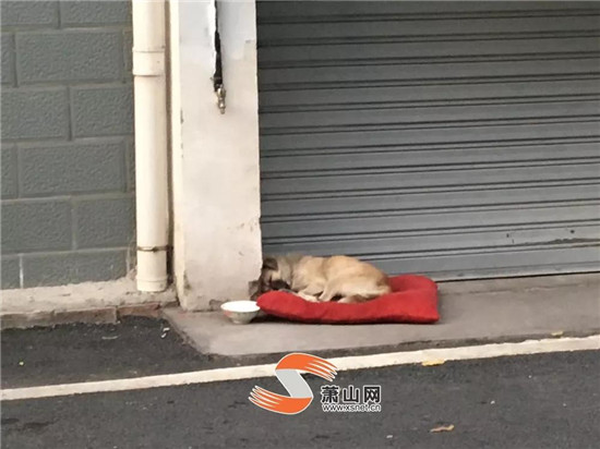 鬧心！蕭山一小區(qū)“犬滿為患”，住戶有些愁