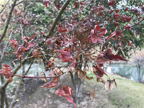 市民：今年的楓葉好像不夠紅！相關(guān)部門回復(fù)了！